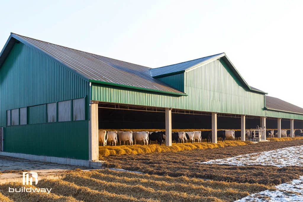 Large green agricultural barn with open sides housing cattle and hay, set on a farm field with early morning light, designed by Buildway.