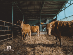 Cattle inside a covered steel farm shed built by Buildway, designed for livestock shelter and feeding. The structure offers protection from weather while keeping animals comfortable and secure.
